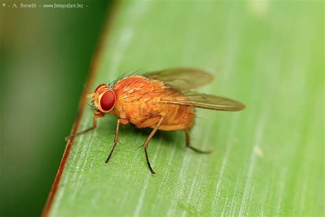 mosca rossa|Cerca Mosca Rossa.